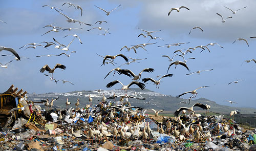 muellstoerche DSC4153 web