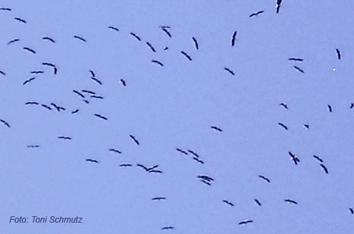 storchtrupp muenchenbuchsee 1