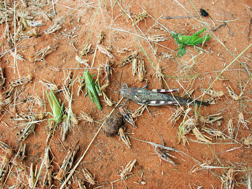heuschrecken mauretanien