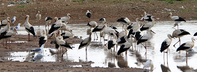 05_sosstorch_DSC4787_640px