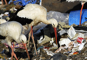 07_sosstorch_DSC5037_300px