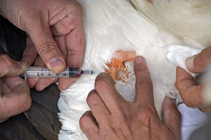 malpartida_DSC8050_300px