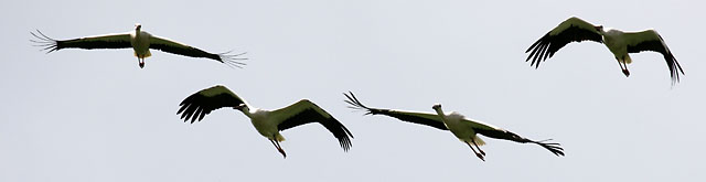 Störche 129_640px